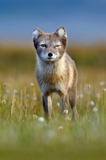 Arctic Fox, Vulpes lagopus, cute animal portrait in the nature habitat, grass meadow with flowers,