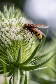 Hornet mimic hoverfly (Volucella zonaria), on teasel (Dipsacus sylvestris), Emsland, Lower Saxony,