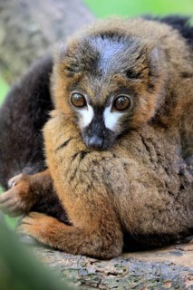 Red-bellied lemur (Eulemur rubriventer), adult, male, on tree trunk, alert, Madagascar