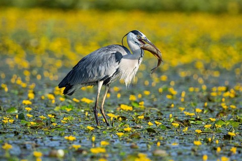 Grey heron (Ardea cinerea) amidst flowering sea pots (Nymphoides peltata) Hungary