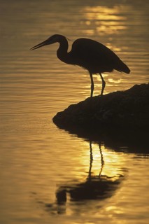 Great Blue Heron (Ardea herodias), Florida, USA