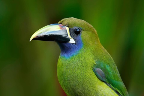 Blue-throated Toucanet, Aulacorhynchus prasinus, green toucan bird in the nature habitat, exotic