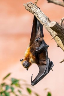 Black flying fox or black fruit bat (Pteropus alecto) hanging on a tree, captive