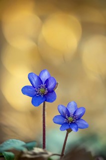 Blooming liverwort (Anemone hepatica), early bloomer, Steinhagen, Lower Saxony, Germany