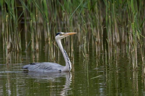 Grey Heron (Ardea cinerea), Mecklenburg-Western Pomerania, Germany