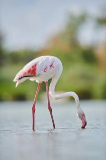 Greater Flamingo (Phoenicopterus roseus) standing in the water, Parc Naturel Regional de Camargue,
