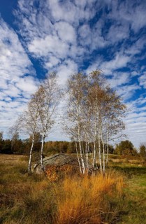 Lean meadow, altocumulus, cloudy sky with fleecy clouds and birch trees in the Blockheide nature