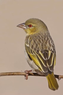 Southern Masked Weaver (Ploceus velatus) female, Northern Cape, South Africa