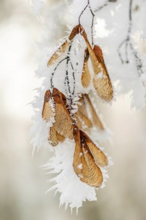 Ice crystals from roarfrost on Amur maple (Acer tataricum subsp. ginnala) seeds at sunshine in