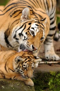 A tiger lovingly licks its young. Scenes of affection and care in a natural environment, Siberian