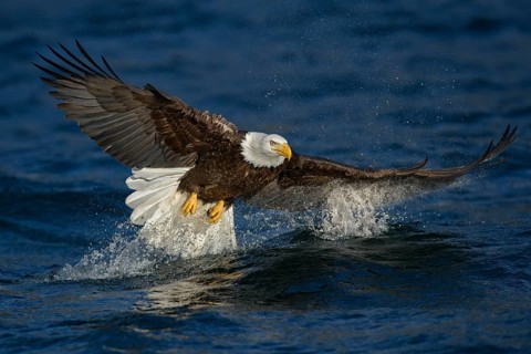 Bald Eagle (Haliaeetus leucocephalus) hunting, Alaska, USA
