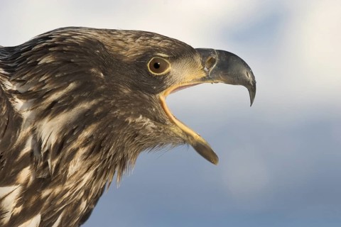 Bald Eagle (Haliaeetus leucocephalus) calling, Alaska, USA