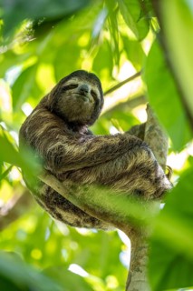 Brown-throated sloth (Bradypus variegatus) in a tree, Cahuita National Park, Costa Rica