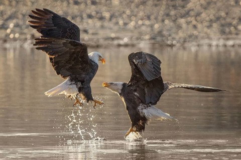 Bald Eagle (Haliaeetus leucocephalus) wrangling, Alaska, USA
