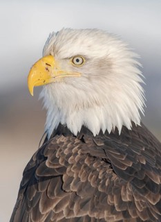 Bald Eagle (Haliaeetus leucocephalus), Alaska, USA