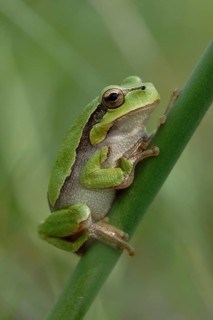 European Tree Frog (Hyla arborea) perchend on reed, North Rhine-Westphalia, Germany
