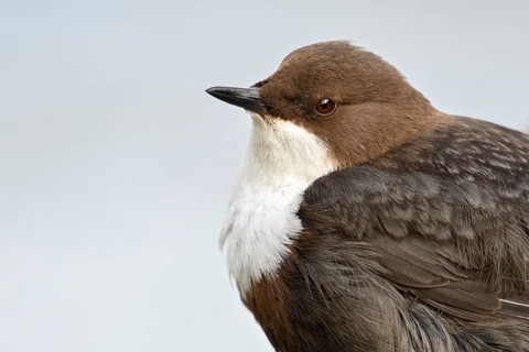 White-throated Dipper (Cinclus cinclus), North Rhine-Westphalia, Germany
