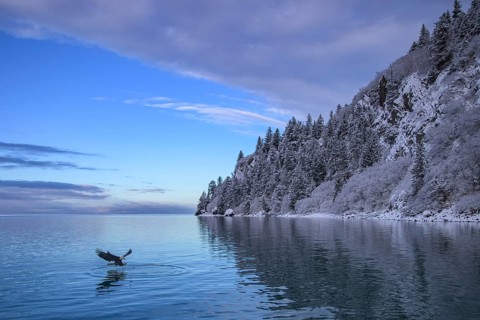 Bald Eagle (Haliaeetus leucocephalus) hunting, Alaska, USA