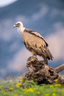 Griffon Vulture (Gyps fulvus) sitting on a flowering meadow in autumn, Pyrenees, Catalonia, Spain