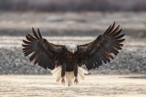 Bald Eagle (Haliaeetus leucocephalus) approaching, Alaska, USA