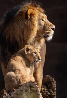Asiatic Lion (Panthera leo persica), male and young, occurring in India, captive