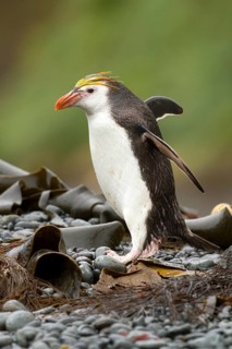 Royal Penguin (Eudyptes schlegeli), Macquarie Island, Australia
