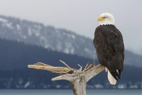 Bald Eagle (Haliaeetus leucocephalus), Alaska, USA