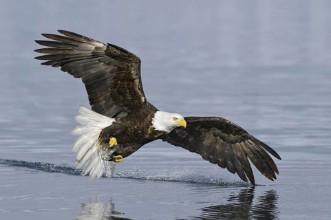 Bald Eagle (Haliaeetus leucocephalus) flying, Alaska, USA