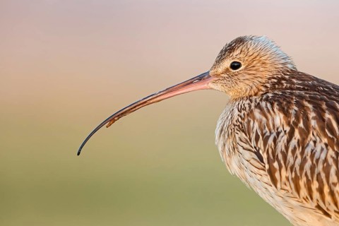 Eurasian curlew, curlew, (Numenius arquata), snipe family, biotope, habitat, food cue Salalah,