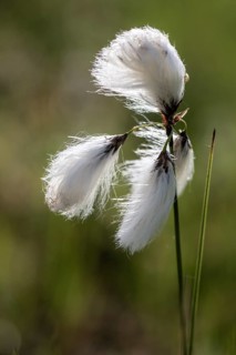 Common cottongrass (Eriophorum angustifolium), Emsland, Lower Saxony, Germany