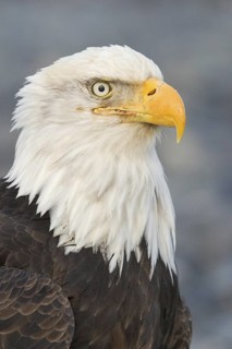 Bald Eagle (Haliaeetus leucocephalus), Alaska, USA