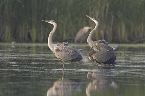 Great Blue Heron (Ardea herodias), Ontario, Canada