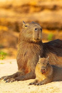 Capybara (Hydrochaeris hydrochaeris) Pantanal Brazil