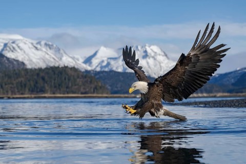 Bald Eagle (Haliaeetus leucocephalus) hunting, Alaska, USA