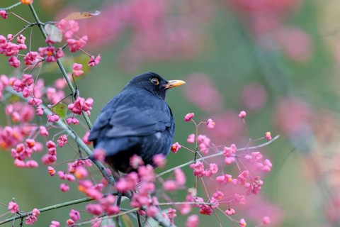 A common blackbird (Turdus merula) sits in a European spindle tree (Euonymus europaeus), and eats