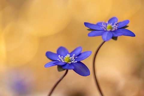 Blooming liverwort (Anemone hepatica), early bloomer, Steinhagen, Lower Saxony, Germany