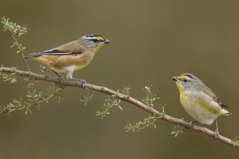 Striated Pardalote (Pardalotus striatus), Victoria, Australia