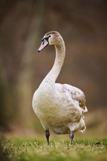 Mute swan (Cygnus olor) youngster standing on a meadow, Bavaria, Germany