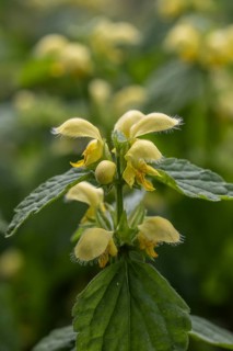Golden Nettle (Lamium galeobdolon), Emsland, Lower Saxony, Germany