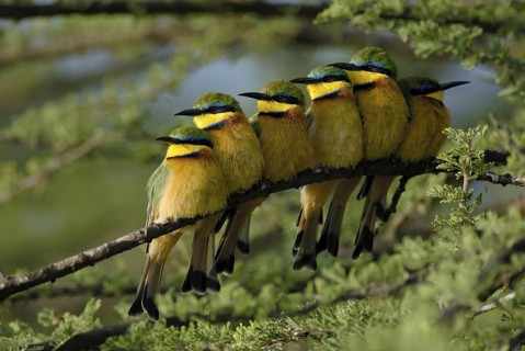 Little Bee-eater (Merops pusillus), Ethiopia