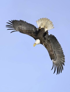 Bald Eagle (Haliaeetus leucocephalus) flying, Alaska, USA