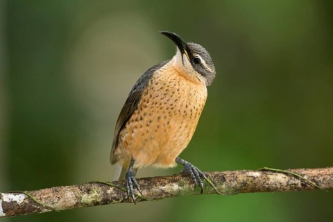 Victoria's Riflebird (Ptiloris victoriae) female, Queensland, Australia