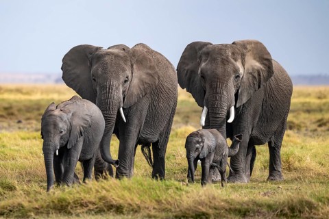 African elephant (Loxodonta africana), herd of young animals in Amboseli National Park, Rift Valley
