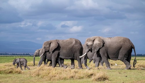 African elephant (Loxodonta africana), herd of young animals in Amboseli National Park, Rift Valley