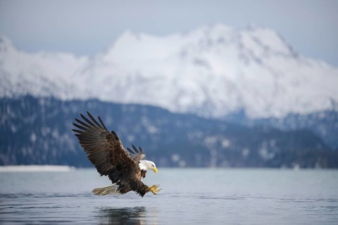 Bald Eagle (Haliaeetus leucocephalus) hunting, Alaska, USA