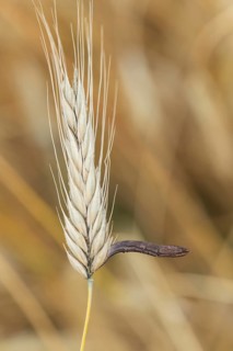 Ergot mushroom Claviceps purpurea on a ripe ear of grain