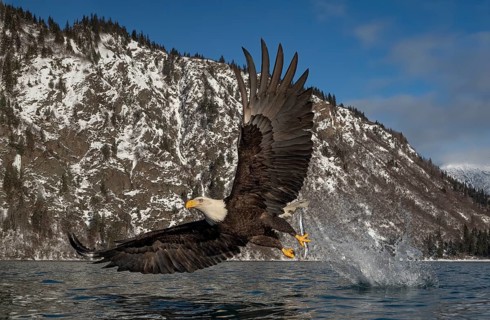 Bald Eagle (Haliaeetus leucocephalus) hunting, Alaska, USA