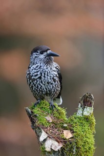 Spotted Nutcracker (Nucifraga caryocatactes) perched on a stump, Bavaria, Germany