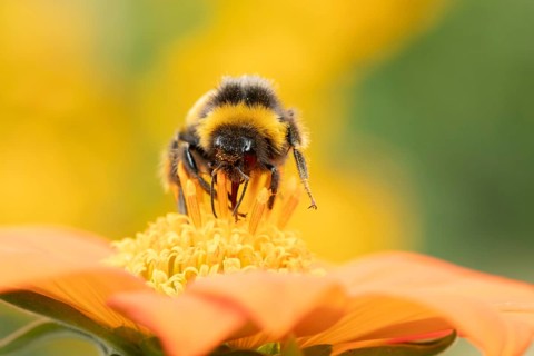 White tailed bumblebee (Bombus lucorum) adult bee insect feeding on a garden Mexican sunflower