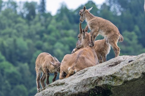 Three young ibexes (Capra ibex) climb and play on their mother, who is lying on a rock. A forest